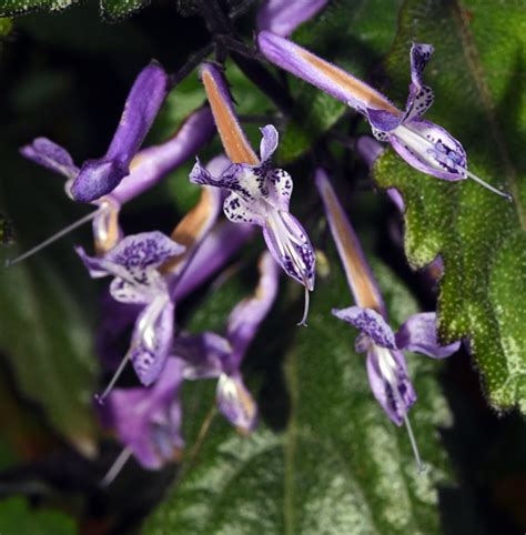 紫鳳凰枯萎|福星花園: 紫鳳凰